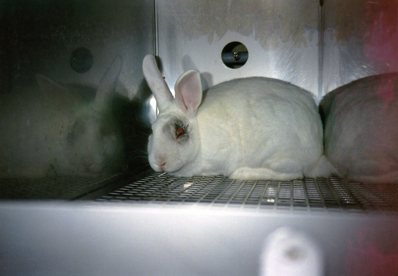 Help End Cosmetics Testing on Animals!