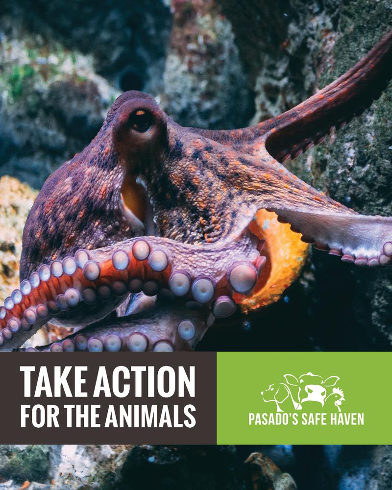 Speak out against octopus farming and cosmetic animal testing!